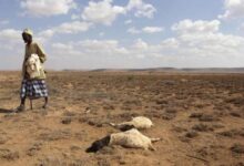 Photo of 43ألف شخص لقوا حتفهم بسبب الجفاف في الصومال