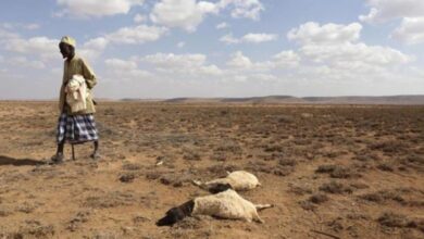 Photo of 43ألف شخص لقوا حتفهم بسبب الجفاف في الصومال