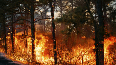 Photo of Wildfires prompt evacuation in the Carolinas